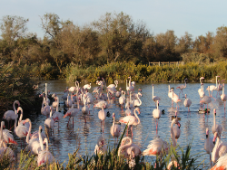 pink flamingo in camargue, bird watching